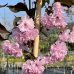 Sakura ozdobná (Prunus serrulata) ´ROYAL BURGUNDY´ - výška 150-200 cm, kont. C10L 
